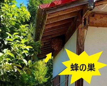 スズメバチの巣　屋根調査